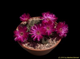 Sulcorebutia rauschii 1743